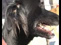 Primer Paseo Galgos Gijon ( Segunda parte )