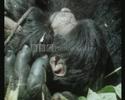 friends-of-the-animals.html
