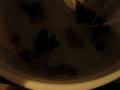 Video of mother guppy and fry