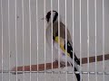Darrrrek - Breeding carduelis major Agata mutation