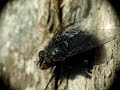 Sarcopcophaga carnaria fly CSI mosca forense de la muerte