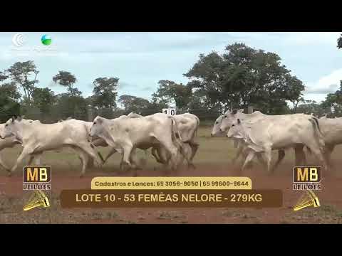 535� LEIL�O VIRTUAL MB LEIL�ES