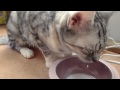 cat after sterilization