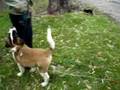 Salchicha video