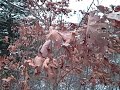 Pisgah Marsh Indiana