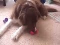 Pretty Easter Egg Dog
