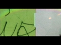 IMAGINA Los Cabos SPOT PREVENTIVO GRAFFITI