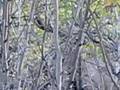 Bull Elk trying to get his heard into the woods