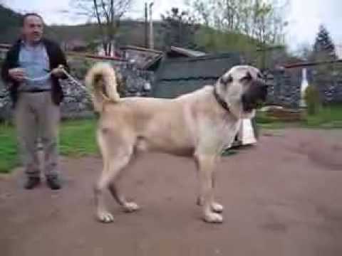 KANGAL