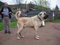 Kurdish Fighter Dog KANGAL 90 cm x 90 Kg  Sivas Kurdistan