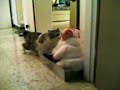 An intruder in my pit... it\