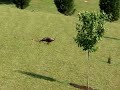 Baby turkey\