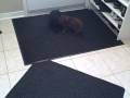 Toy Poodle Puppies at Play