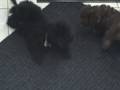 Toy Poodle Puppies at Play