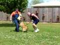 Pastor Belga Malinois video