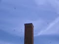 Swifts dropping into/emerging from Monroe Chimney Swifts dropping into/emerging from Monroe Chimney