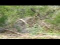 Opening Day Texas Bow Season 09