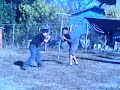 mi pelea mi pelea
