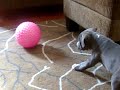 blue vs  pink