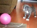 blue vs  pink