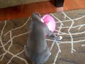 blue vs  pink