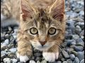 memory-of-joey-the-cat-cascada-what-hurts-the-most.html