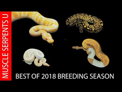 YouTube reptile video