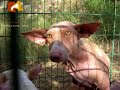 fotos del al rescate en ibiza