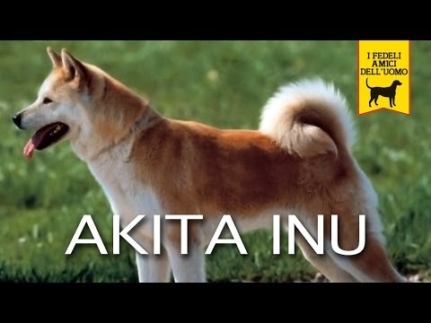 akita
