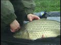 Carp fishing in Raduta lake Carp fishing in Raduta lake