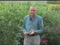 Virginia Farm Bureau- In the Garden-Solving Disease Problems