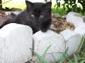 CUTE KITTENS SLIDESHOW