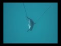 Spearfishing Cobia