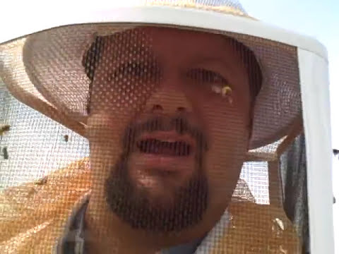 how to control africanized honey bees