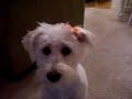 sophie-the-schnoodles-first-walk.html