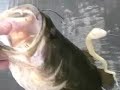 Big Hawgs
