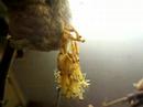 Chinese Mantis Ootheca Hatching Part 2