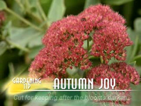 how to transplant sedum autumn joy