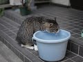 江ノ島の猫03／神社前の交番で見張り中