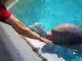 feeding beluga whale\