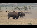 Incredible Bison Battle