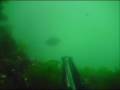 cafeinoya île d'yeu 17 août chasse sous marine