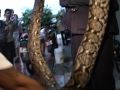 Bangkok's snakecatcher to the rescue