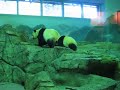 panda-bear-on-a-slide.html