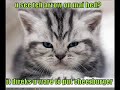 lolcats - we like to party lolcats - we like to party