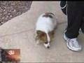 Snoozy the Narcoleptic Dog!