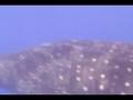 WHALE SHARK AT UTILA HONDURAS