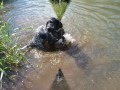 Zwemles voor jachtpups