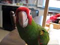 Clovis the cherryhead conure Clovis the cherryhead conure