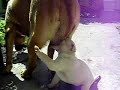 Lucky The Puppy - Attack of the Killer Puppy